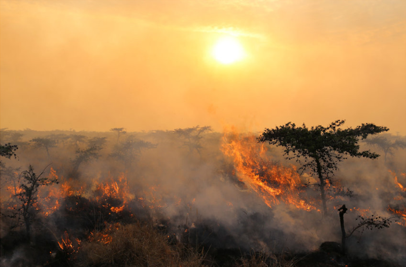 African wildfires screenshot.png